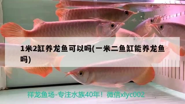 1米2缸養(yǎng)龍魚可以嗎(一米二魚缸能養(yǎng)龍魚嗎)