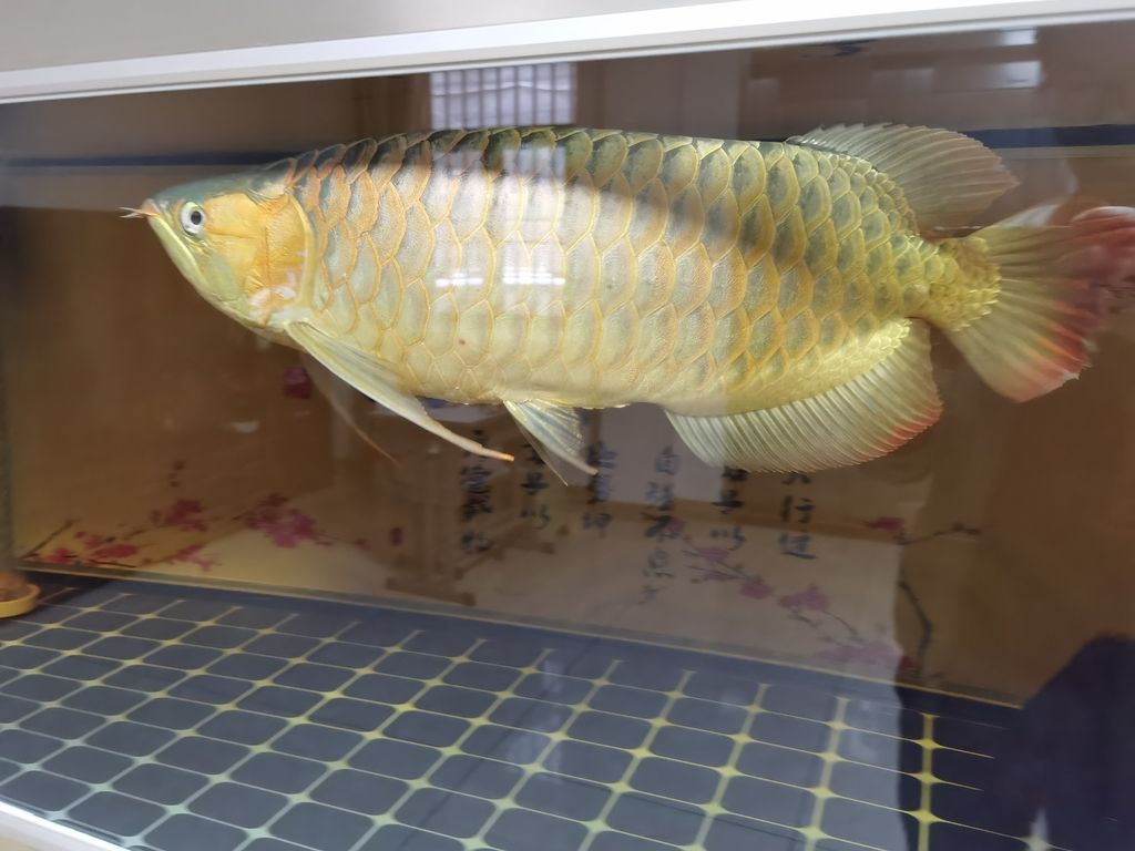 龍魚的卵是什么樣子的視頻 龍魚的卵是什么樣子的視頻講解