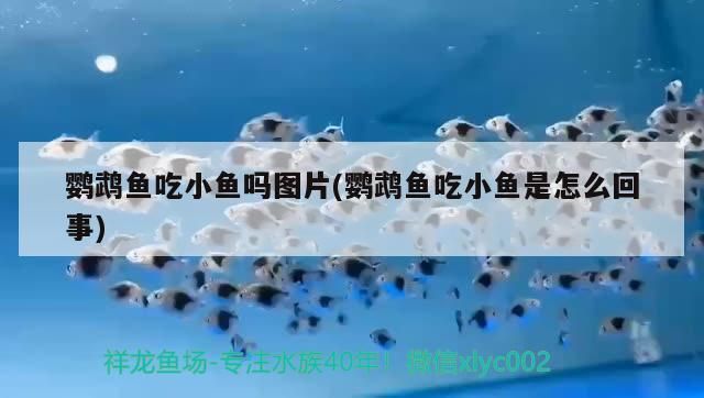 鸚鵡魚吃小魚嗎圖片(鸚鵡魚吃小魚是怎么回事)