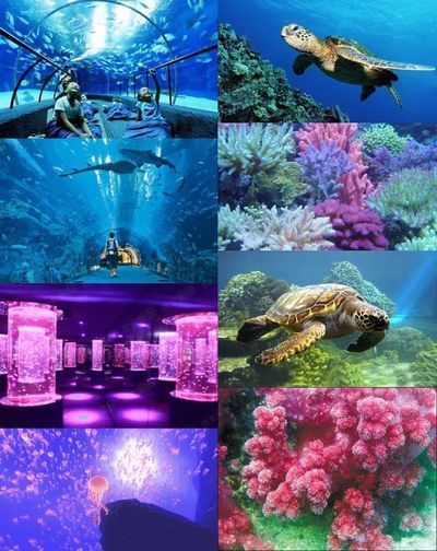 菏澤水族館：菏澤市水族館