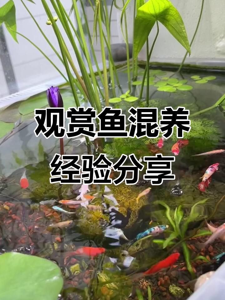 家庭混養魚的搭配