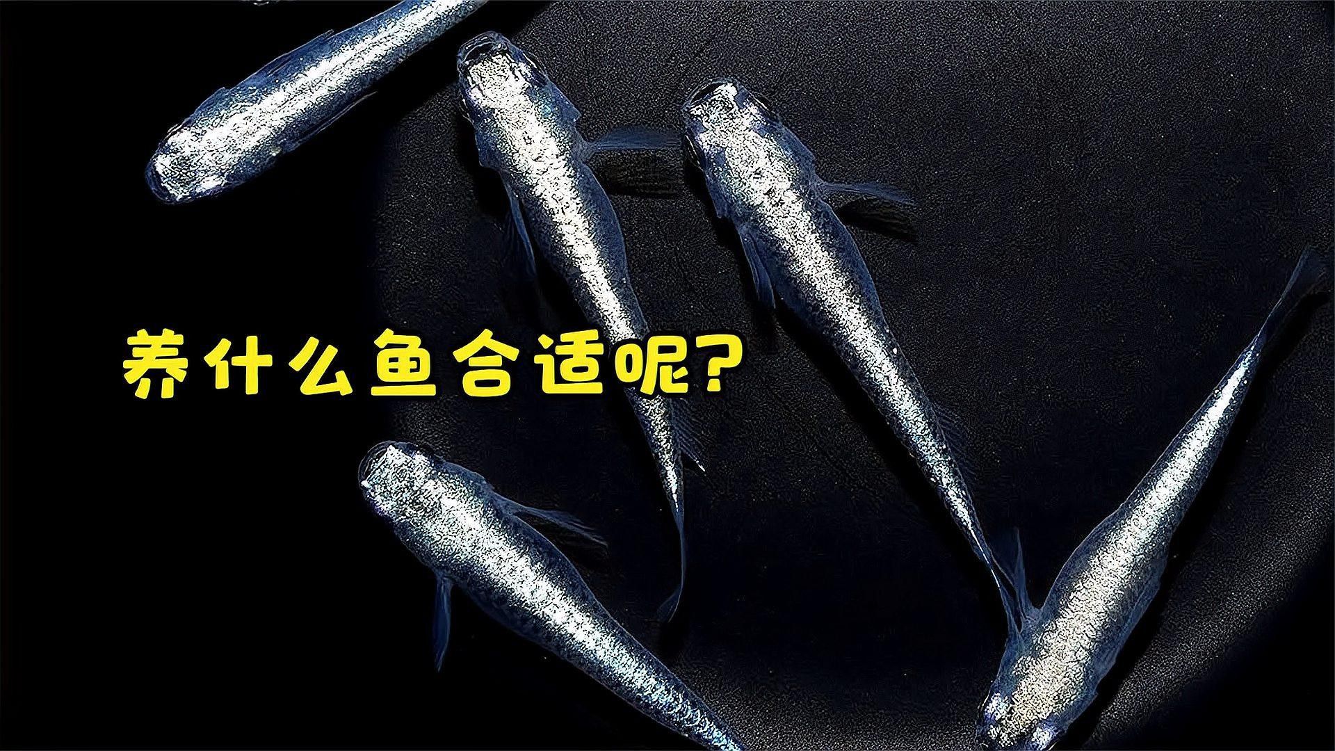 家庭混養魚的搭配