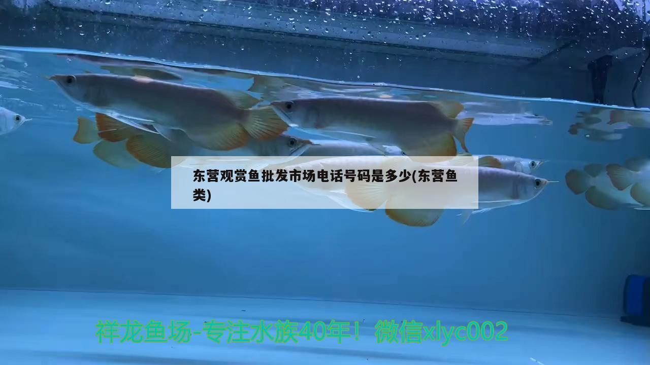 東營觀賞魚批發市場電話號碼是多少(東營魚類)