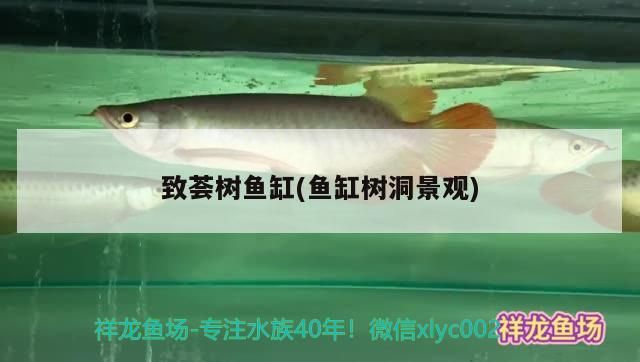 魚缸過濾器選購指南:自制魚缸過濾器魚缸上置過濾器對于養魚愛好者的必備知識 致薈樹魚缸(魚缸樹洞景觀) 觀賞魚百科 致薈樹魚缸(魚缸樹洞景觀) 致薈樹魚缸(魚缸樹洞景觀) 觀賞魚百科
