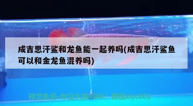 成吉思汗鯊和龍魚能一起養嗎(成吉思汗鯊魚可以和金龍魚混養嗎)