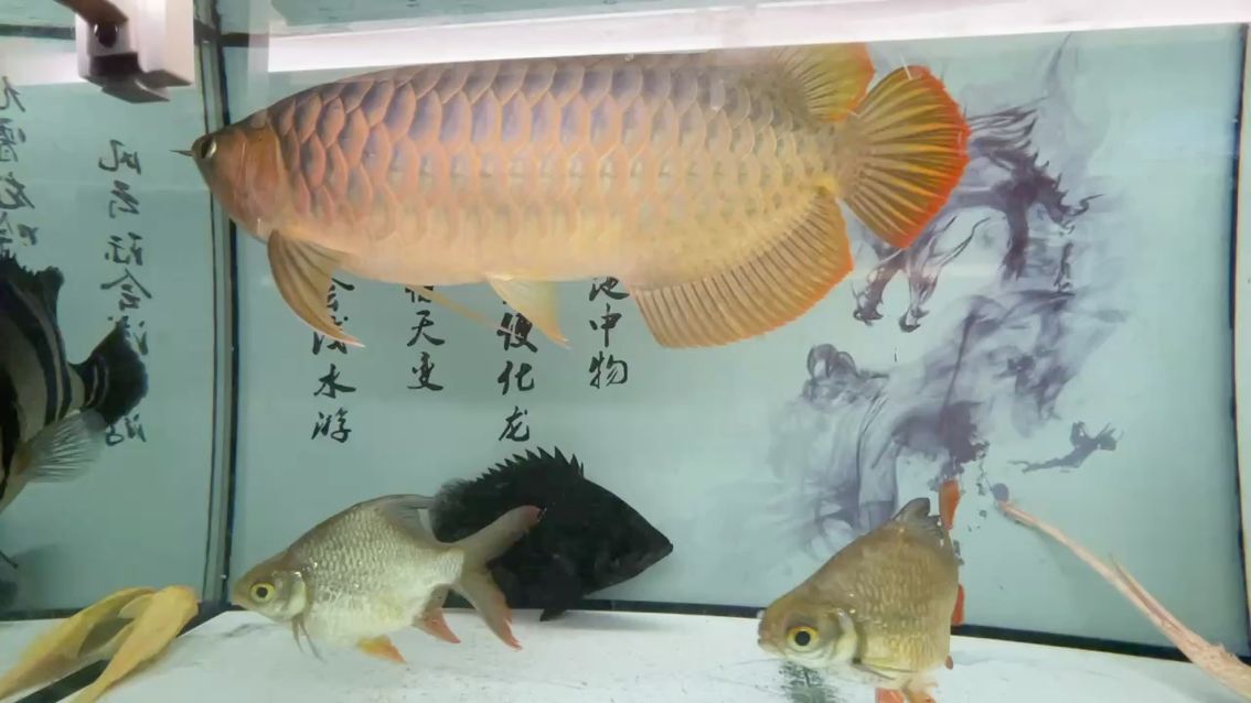 此刻靜心靜氣。