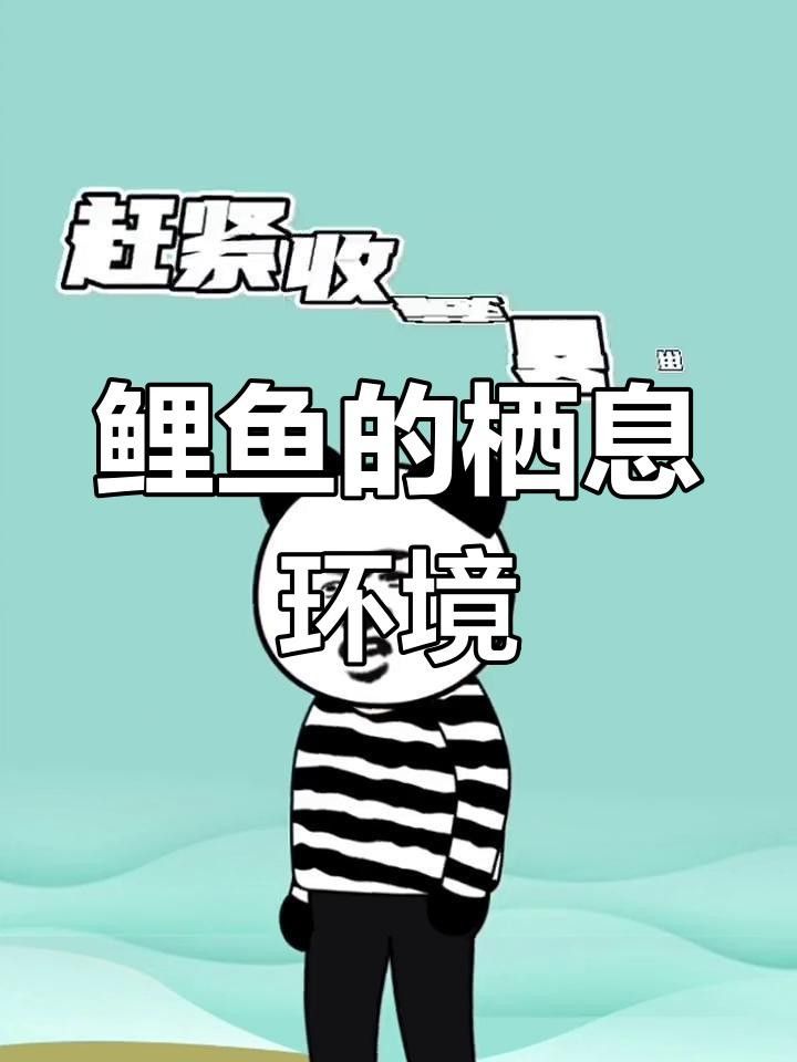 金川鯉魚