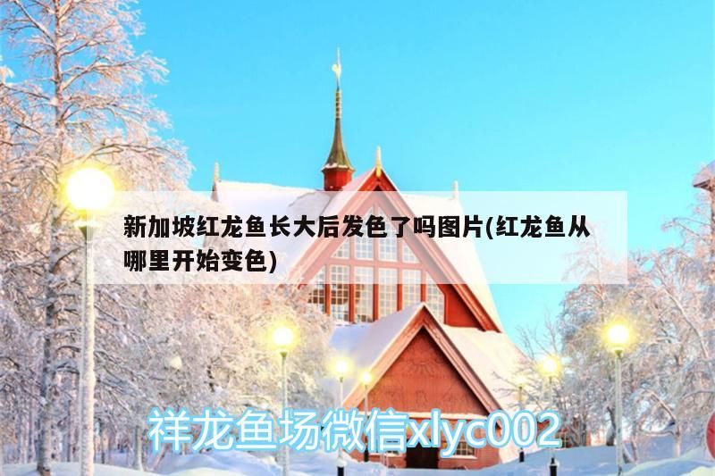 新加坡紅龍魚長(zhǎng)大后發(fā)色了嗎圖片(紅龍魚從哪里開始變色)
