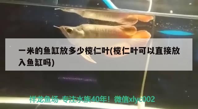 一米的魚缸放多少欖仁葉(欖仁葉可以直接放入魚缸嗎)