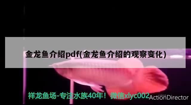 金龍魚介紹pdf(金龍魚介紹的觀察變化)