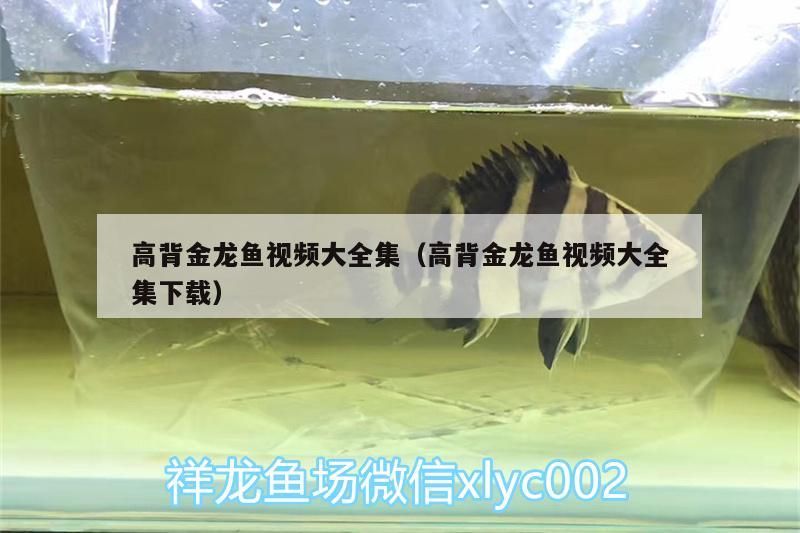 高背金龍魚視頻大全集（高背金龍魚視頻大全集下載）