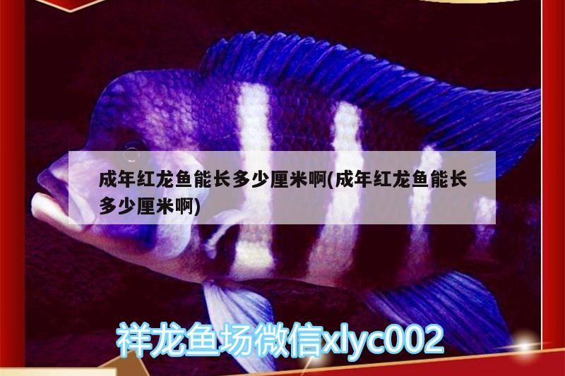 成年紅龍魚能長多少厘米啊(成年紅龍魚能長多少厘米啊)