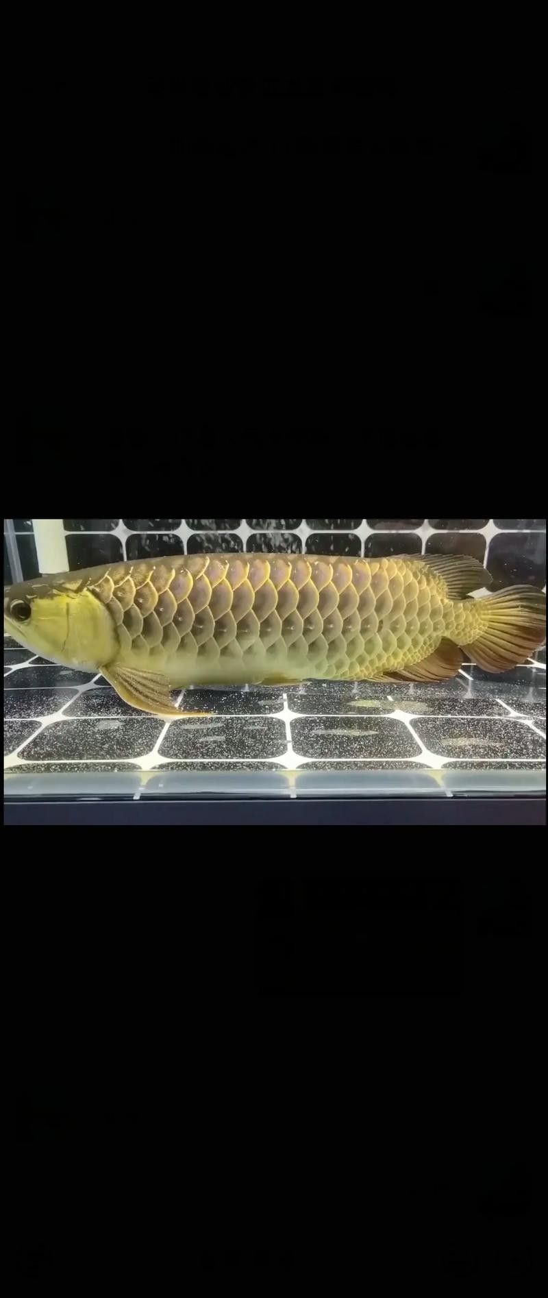 龍魚偶爾趴缸正常嗎圖片