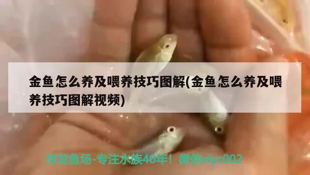 金魚(yú)怎么養(yǎng)及喂養(yǎng)技巧圖解(金魚(yú)怎么養(yǎng)及喂養(yǎng)技巧圖解視頻)