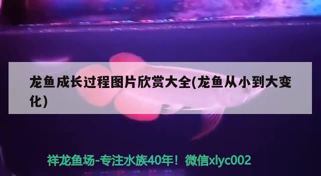 龍魚(yú)成長(zhǎng)過(guò)程圖片欣賞大全(龍魚(yú)從小到大變化)