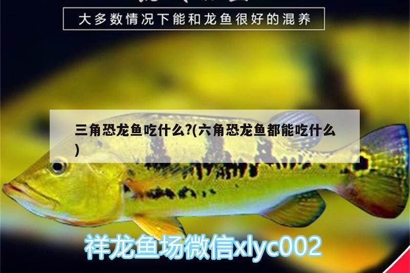 三角恐龍魚吃什么?(六角恐龍魚都能吃什么)