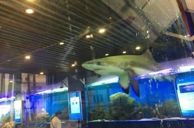 三明龍魚水族店：三明龍魚水族店三元區真愛水族店<strong><mark>梅列</mark></strong>區三和水族店