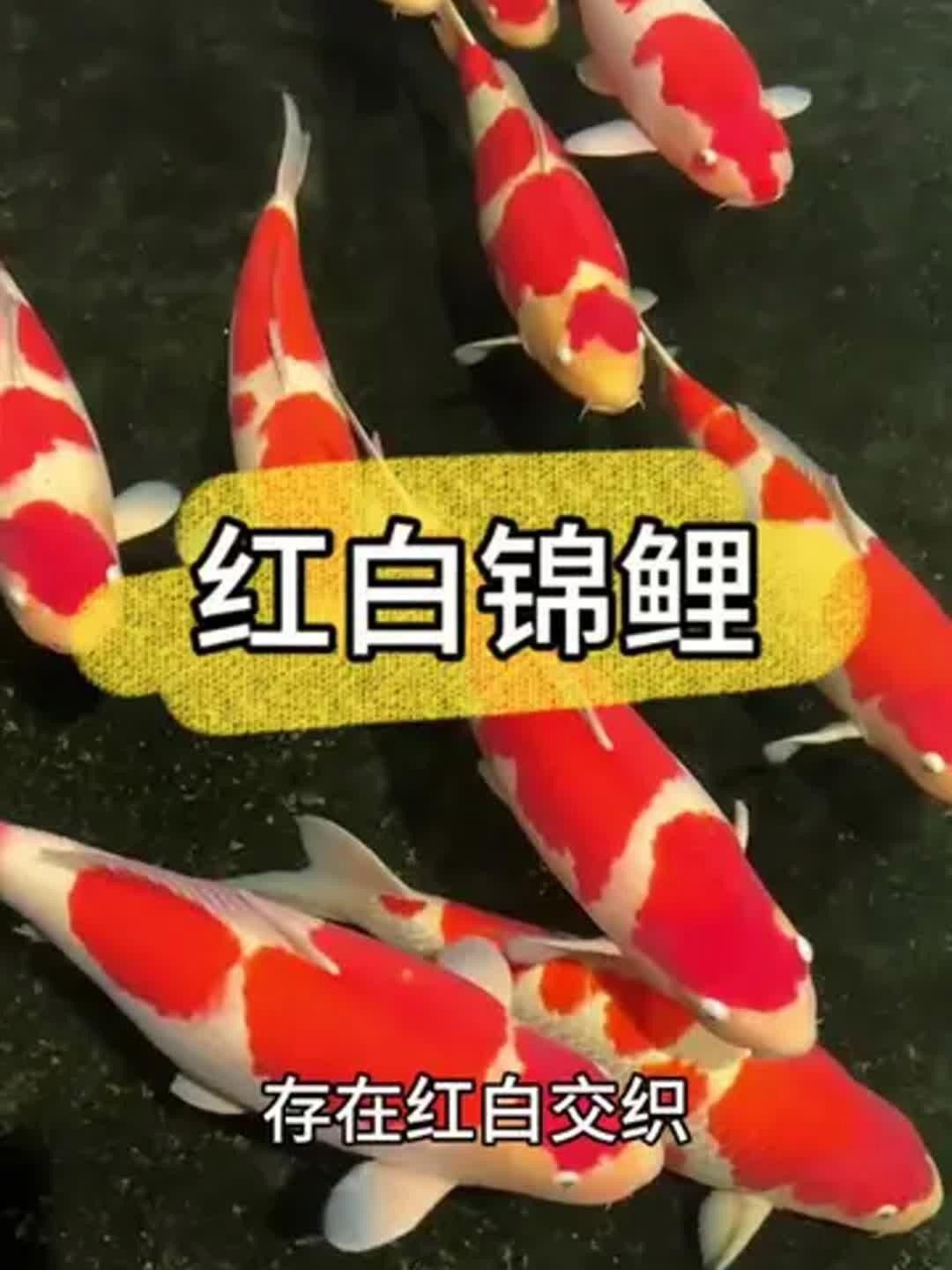 錦鯉紅白 錦鯉紅白 觀賞魚百科 第6張