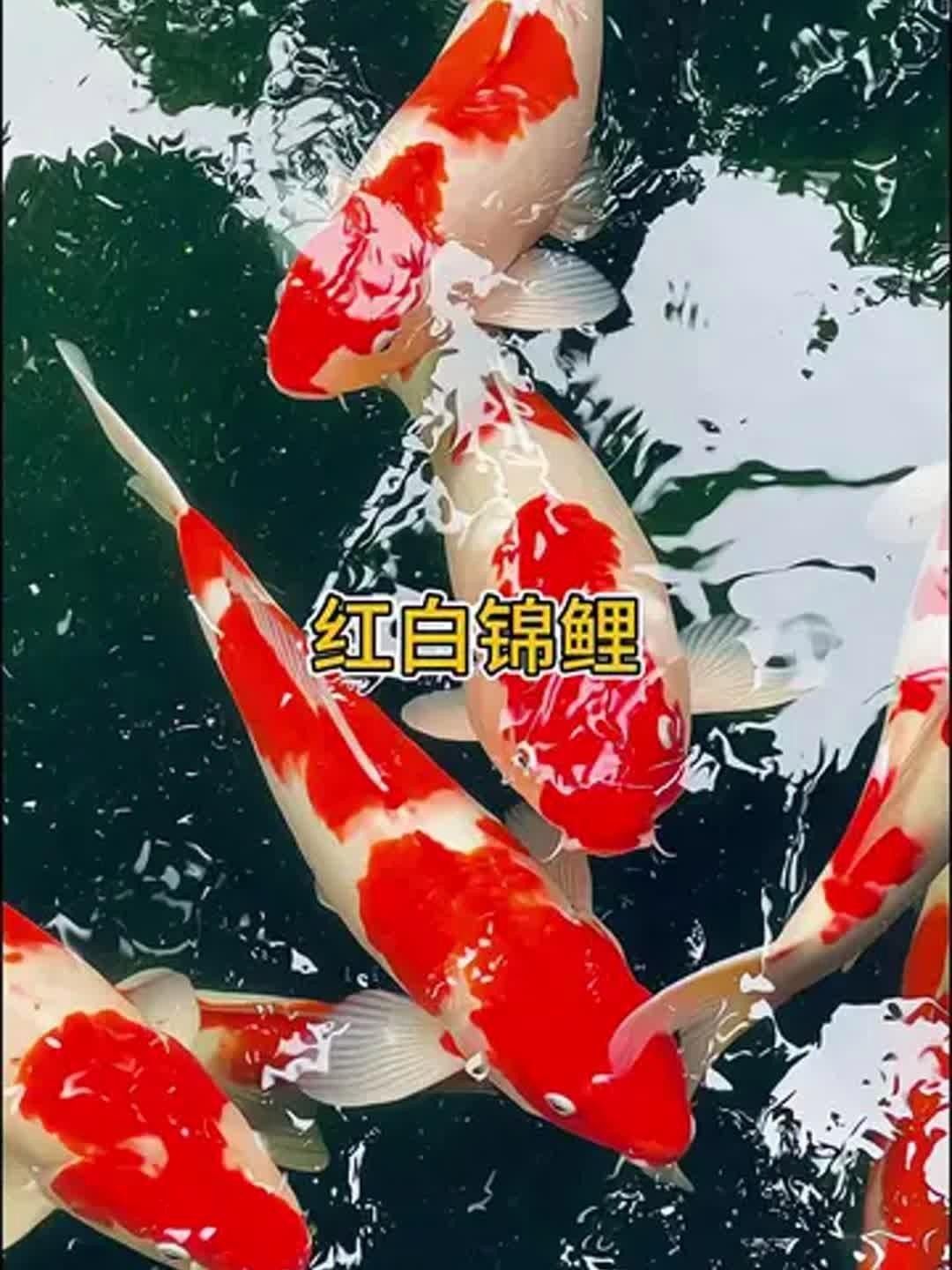 錦鯉紅白 錦鯉紅白 觀賞魚百科 第5張