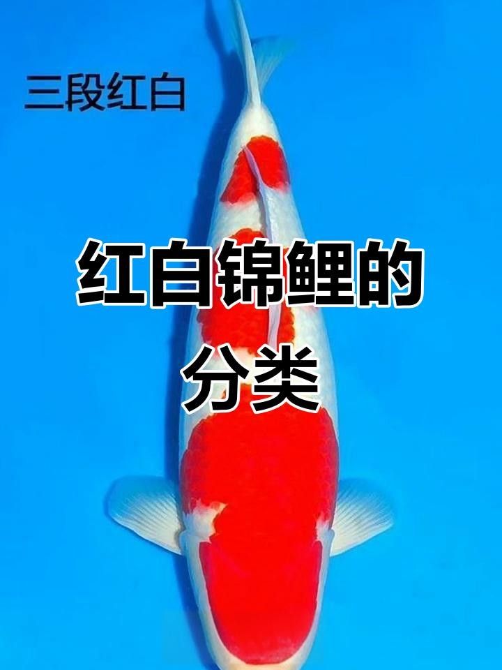 錦鯉紅白 錦鯉紅白 觀賞魚百科 第4張