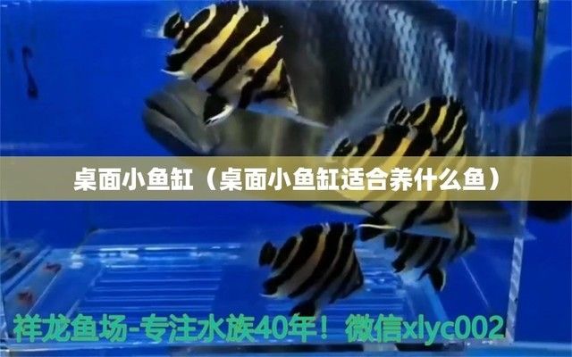 有什么觀賞魚不需要打氧氣的（有什么觀賞魚不需要打氧氣的魚）