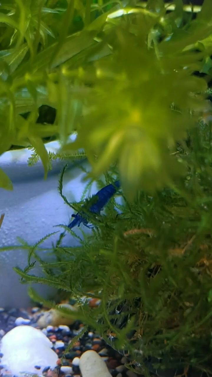 我是一只敬業的極火蝦