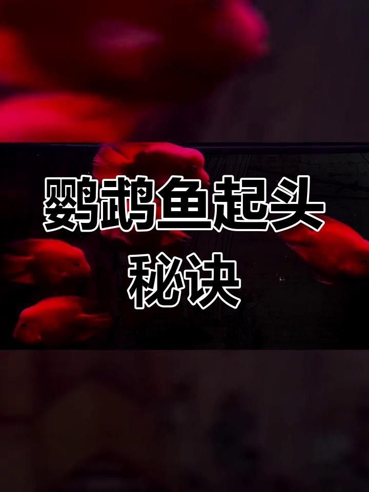 財神鸚鵡起頭秘訣