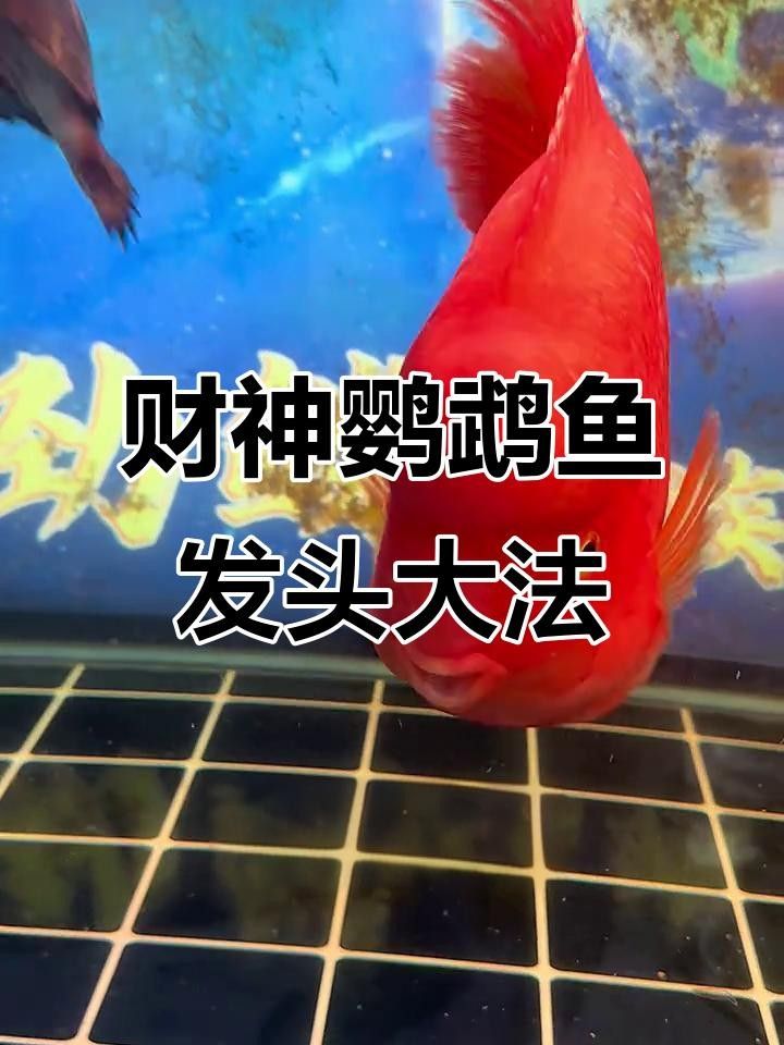 財神鸚鵡起頭秘訣