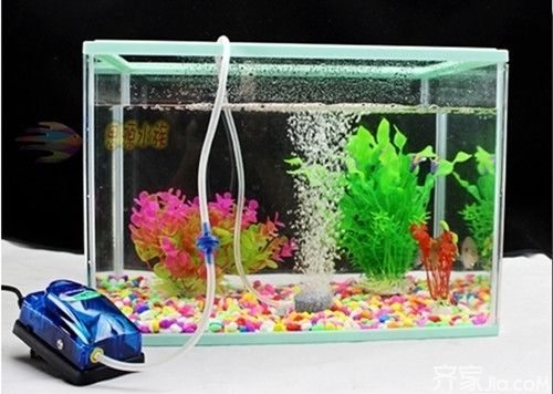 魚缸過濾器選購指南:自制魚缸過濾器魚缸上置過濾器對于養魚愛好者的必備知識 龍魚品種和等級的區別圖片(-龍魚品種和等級如何區分龍魚的品種和等級) 觀賞魚百科 龍魚品種和等級的區別圖片(-龍魚品種和等級如何區分龍魚的品種和等級) 龍魚品種和等級的區別圖片(-龍魚品種和等級如何區分龍魚的品種和等級) 觀賞魚百科
