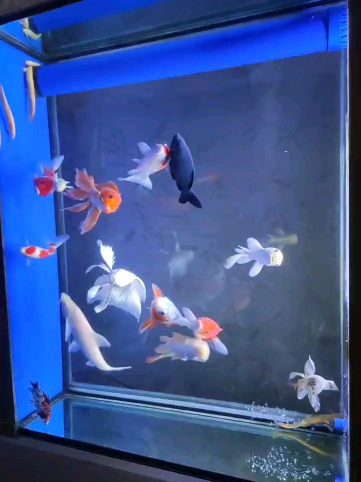 水溫多少度停食