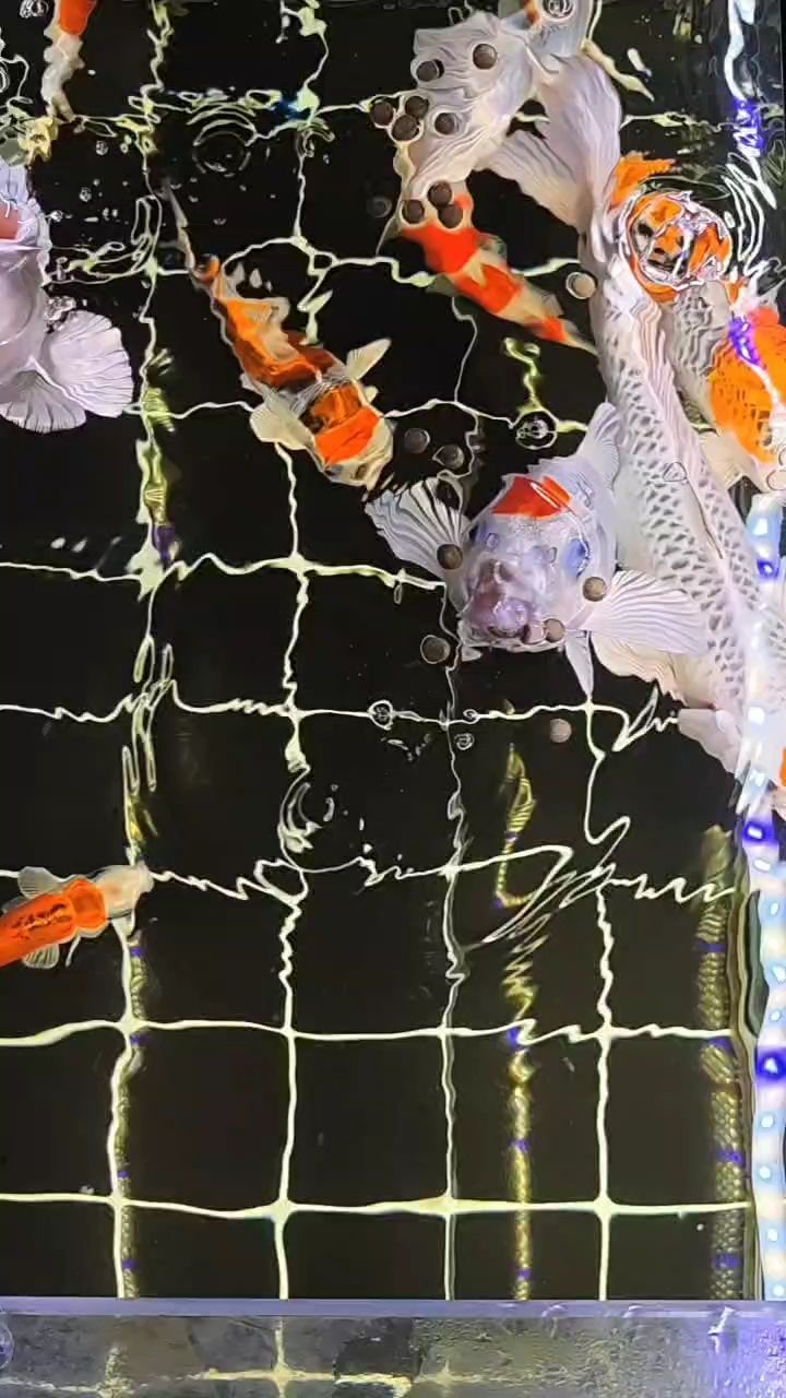 魚缸用增氧泵價格是多少:魚缸增氧機-xtrac增氧機-xtrac增氧機 一缸孔雀 龍魚論壇 一缸孔雀 一缸孔雀 龍魚論壇