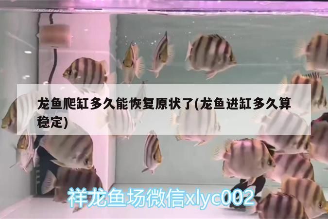龍魚爬缸多久能恢復原狀了(龍魚進缸多久算穩定)