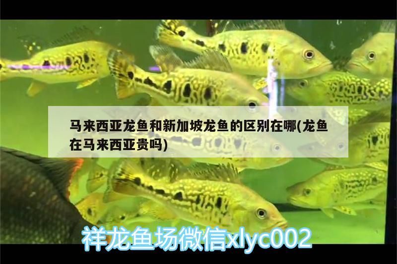 馬來(lái)西亞龍魚(yú)和新加坡龍魚(yú)的區(qū)別在哪(龍魚(yú)在馬來(lái)西亞貴嗎)