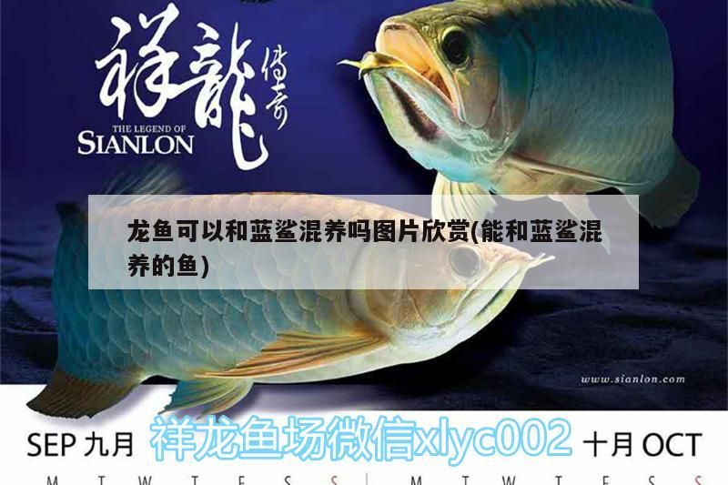 龍魚可以和藍鯊混養嗎圖片欣賞(能和藍鯊混養的魚)