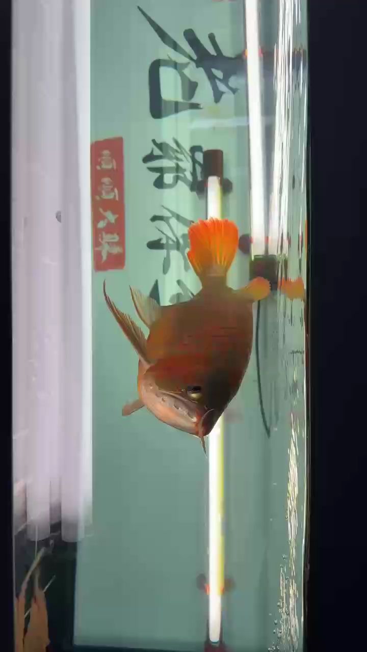 上了側(cè)燈，表現(xiàn)就是開始出來了