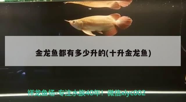 金龍魚都有多少升的(十升金龍魚)