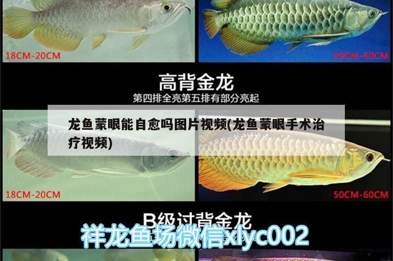 龍魚蒙眼能自愈嗎圖片視頻(龍魚蒙眼手術治療視頻)