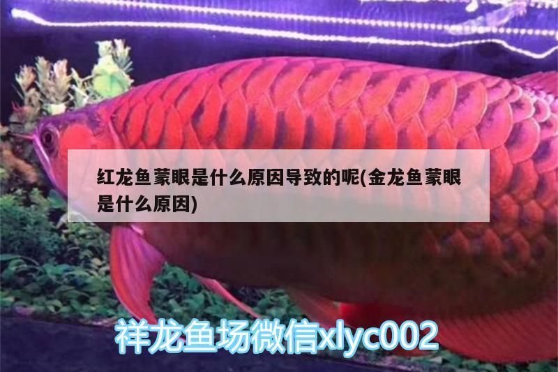 紅龍魚蒙眼是什么原因?qū)е碌哪?金龍魚蒙眼是什么原因)