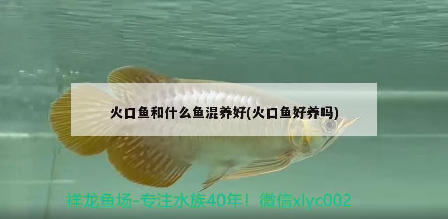 火口魚和什么魚混養好(火口魚好養嗎)