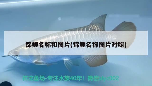 錦鯉名稱和圖片(錦鯉名稱圖片對照)