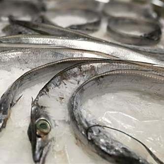 紅水河魚品種 紅水河魚品種 觀賞魚百科 第4張