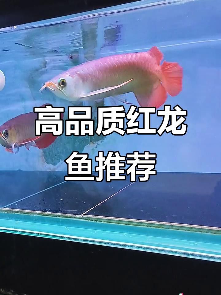 溫州紅龍魚 溫州紅龍魚 觀賞魚百科 第8張