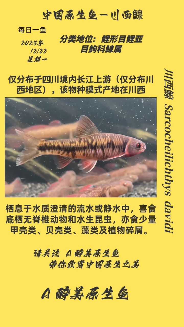 川西鰁