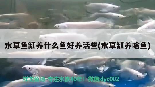 水草魚缸養什么魚好養活些(水草缸養啥魚)