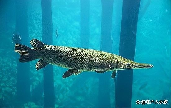 埃及神仙魚燒鰭什么原因