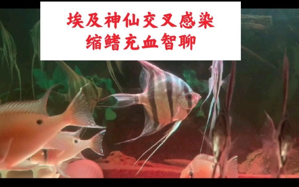 埃及神仙魚燒鰭什么原因
