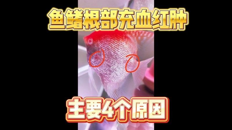 埃及神仙魚燒鰭什么原因