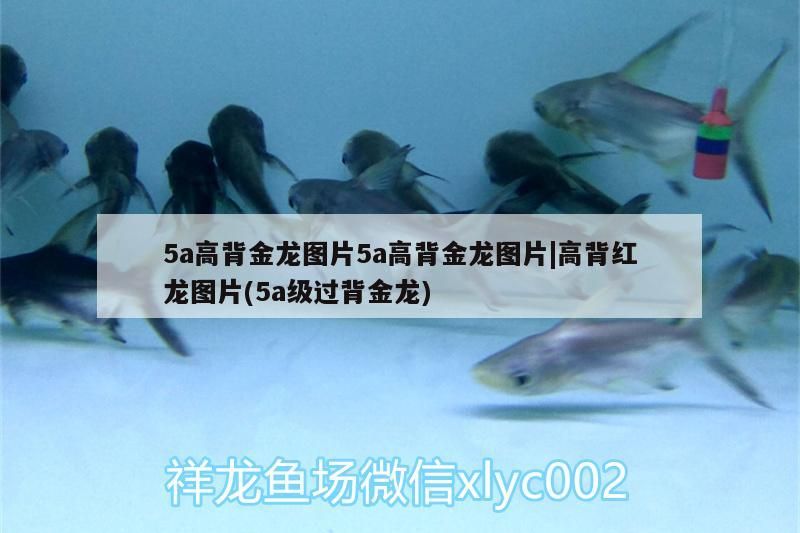 5a高背金龍圖片5a高背金龍圖片|高背紅龍圖片(5a級過背金龍)