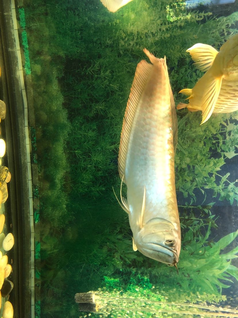 魚友們求解