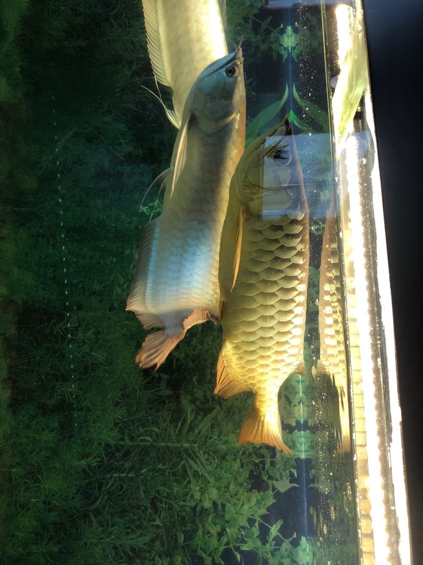 魚友們求解